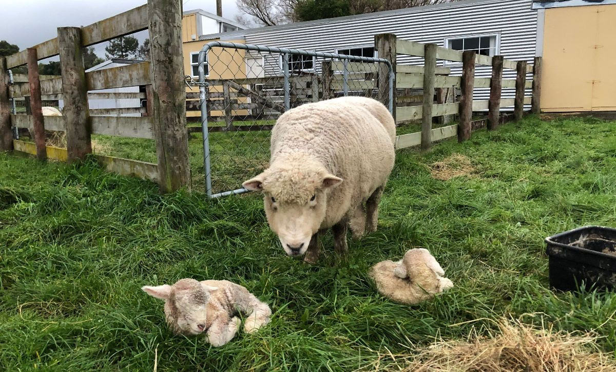 Lessons from the Sheep Pen - The Navigators of New Zealand